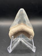 Megalodon - Fossiele tand - Otodus Megalodon - 4.79 cm -, Verzamelen