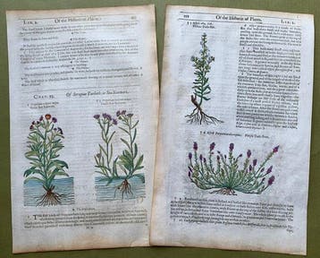 The Herball or generall Historie of Plantes [6 xilografie