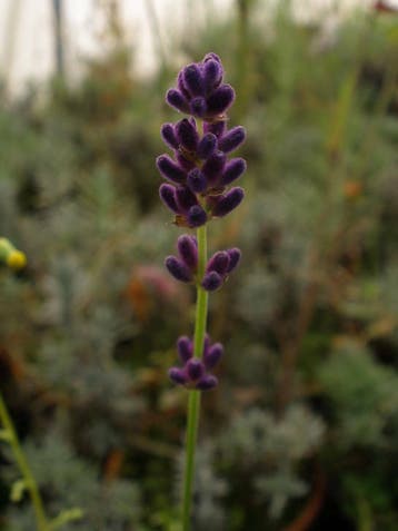 Lavendel Lavandula Hidcote P9, Ophalen of Verzenden, Zomer, Vaste plant, Volle zon