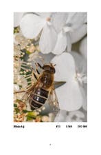 Vertelsels van een macrofotograaf 9789493293328, Verzenden, Gelezen, Tiffany Heymans