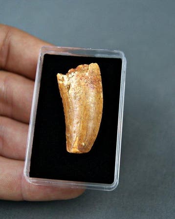 Dinosaurus - Fossiele tand - Carcharodontosaurus saharicus, Verzamelen, Mineralen en Fossielen