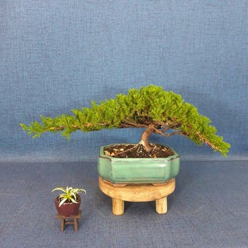 Jeneverbes bonsai (Juniperus) - Hoogte (boom): 13 cm -