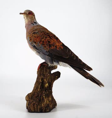 Tortora Taxidermie volledige montage - Streptopelia turtur, Nieuw