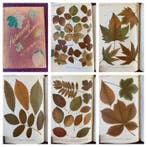 Francis George Heath - Autumnal Leaves { 12 coloured plates}, Antiek en Kunst