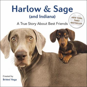 Harlow & Sage (And Indiana) - Brittni Vega 9780399172878, Verzenden, Gelezen, Brittni Vega