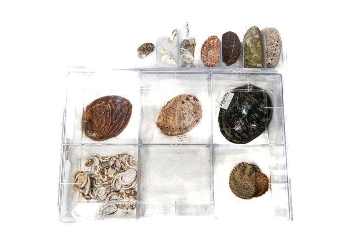 kleine en fijne meerohrschnecke Skelet - Haliotidae - 0 mm -, Verzamelen, Dierenverzamelingen