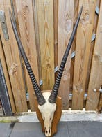 Hoorns met complete schedel van spiesbok Taxidermie, Verzamelen, Dierenverzamelingen, Nieuw