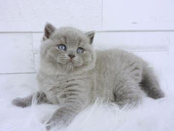 Prachtige raszuivere Britse Korthaar kittens beschikbaar, Meerdere dieren, Ontwormd, 0 tot 2 jaar