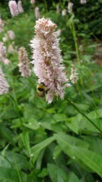 Adderwortel , Persicaria bistorta , P9, Verzenden, Zomer, Vaste plant, Volle zon