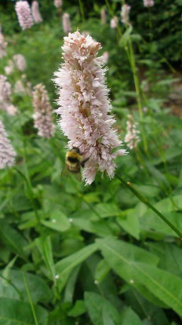 Adderwortel , Persicaria bistorta , P9, Tuin en Terras, Planten | Tuinplanten, Verzenden, Zomer, Vaste plant, Volle zon