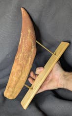 Museumkwaliteit replica - Fossiele tand - Tyrannosaurus rex