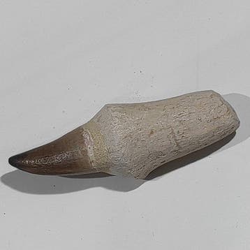 Zeereptiel - Fossiele tand - Mosasaurus - 12.5 cm - 4 cm, Verzamelen