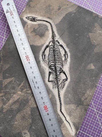 Fossiel reptiel: Keichousaurus -Trias - Gefossiliseerd dier