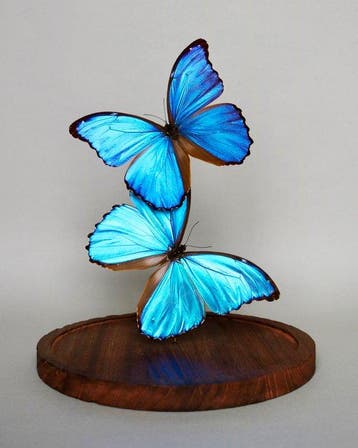 Vlinder Taxidermie volledige montage - Morpho didius - 30 cm
