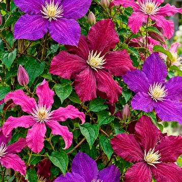Clematis Zomer Paarse Collectie – 3 Planten Sierplanten, Verzenden, Overige soorten, Struik