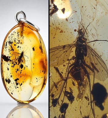 Echte Baltisch amberhanger – Prachtige parasitaire
