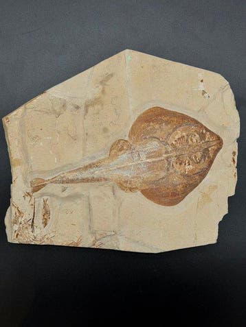 Vis - Gefossiliseerd geleed skelet - Rhinobatos hakelensis -