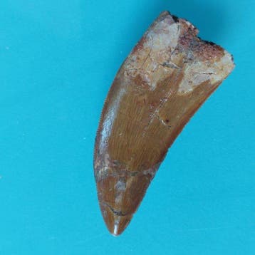 Dinosaurus - Fossiele tand - Carcharodontosaurus sp. - 47 mm