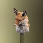 Vos Taxidermie Opgezette Dieren By Max, Ophalen of Verzenden, Nieuw, Wild dier, Opgezet dier