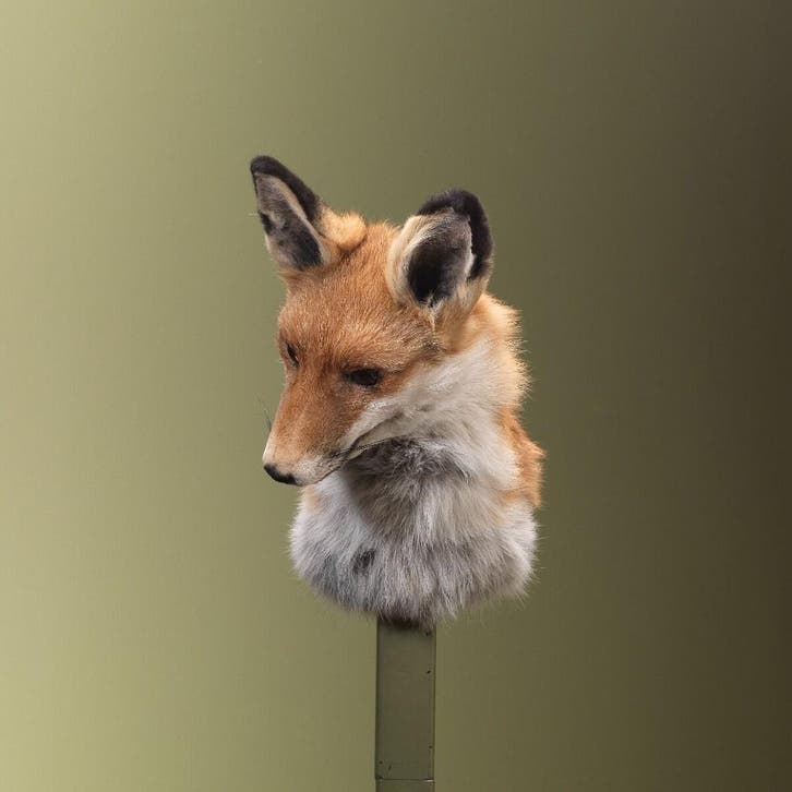 Vos Taxidermie Opgezette Dieren By Max, Verzamelen, Dierenverzamelingen, Opgezet dier, Nieuw, Wild dier, Ophalen of Verzenden