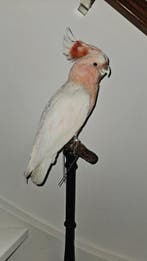 inca kaketoe Taxidermie volledige montage - Cacatua, Nieuw