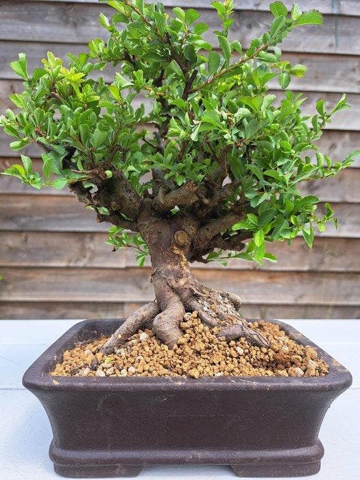 Chaneomeles speciosa bonsai in prachtige bonsaischaal -, Antiek en Kunst, Curiosa en Brocante