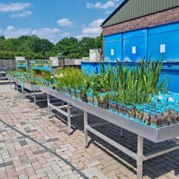 Outdoor showroom voor vijver, koi en waterplanten, Dieren en Toebehoren, Karper of Koi