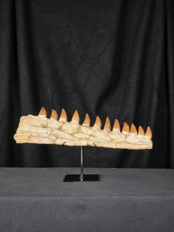 Mosasaurus - Fossiele tand - Mosasaur jaw from Morocco, Verzamelen, Mineralen en Fossielen