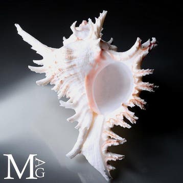 Chicoreus Ramosus verzamelingsschelp – ornamentele schelp -, Verzamelen, Nieuw