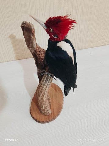 Witrugspecht Taxidermie volledige montage - Campephilus, Nieuw