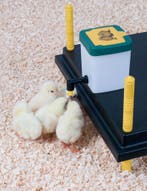 Kuikendrinkfles met klapdeksel 0.5 liter, Dieren en Toebehoren, Ophalen of Verzenden, Nieuw