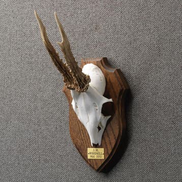 Reebok Gewei Taxidermie Opgezette Dieren By Max, Ophalen of Verzenden, Nieuw, Wild dier, Opgezet dier