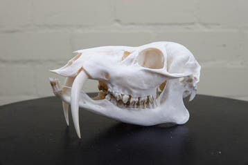 Chinese waterree Schedel - Hydropotes inermis - 7.5 cm - 7.5, Verzamelen, Dierenverzamelingen, Nieuw