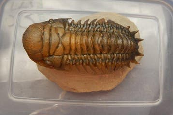 Trilobiet - Fossiel skelet - Crotalocephalus gibbus - 11 cm