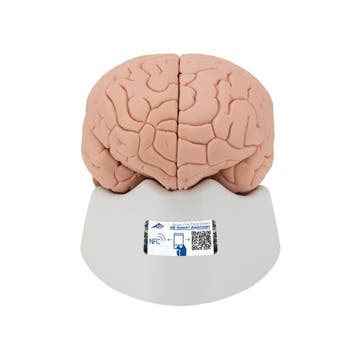 Anatomie model hersenen, 2-delig, Nieuw