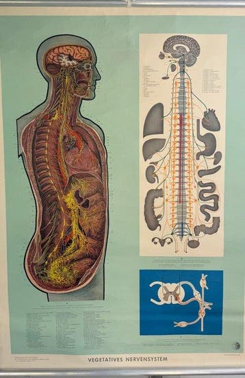 Deutsches Gesundheits Museum Köln - Grote anatomische