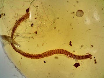 Diplopod in Birmese barnsteen - Barnsteen (Zonder