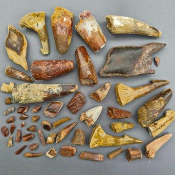 Ongedetermineerde collectie - Fossiele tand - Dinosaur:
