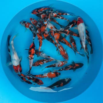 5000+ koi in Wintelre | Japanse koi vanaf €22, Dieren en Toebehoren, Karper of Koi