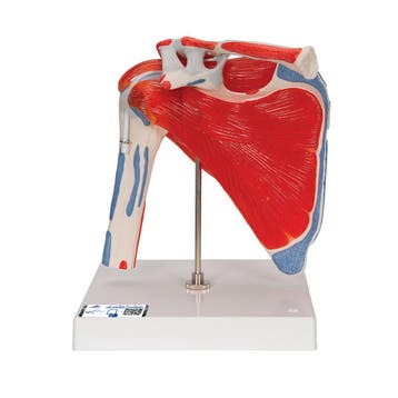 Anatomie model schouder met spieren, Nieuw