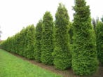 Westerse levensboom Thuja occidentalis Brabant Haag 180-200, Tuin en Terras, Planten | Struiken en Hagen
