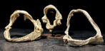 Drie verschillende zeldzame haaiensoorten. Taxidermie, Nieuw