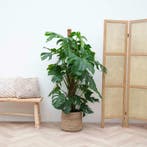 Green Bubble - Monstera deliciosa XXL - Ø27 cm, Huis en Inrichting, Kamerplanten, Ophalen of Verzenden