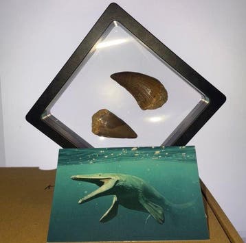 Mosasaurus - Fossiele tand - Unieke mosasaurus tanden Groot