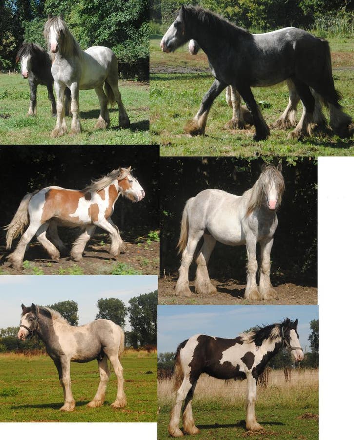 jonge Irish Cobs / Tinkers, Dieren en Toebehoren, Paarden, Minder dan 160 cm, Met stamboom, Gechipt, Ontwormd, Ingeënt, Meerdere dieren
