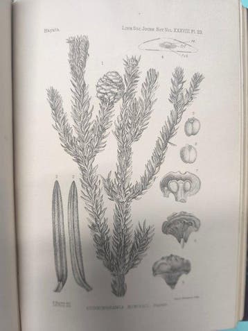 [Various] - The Journal of the Linnean Society - Botany -