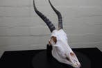 Blesbok Schedel - Damaliscus pygargus phillipsi - 38 cm - 52, Verzamelen, Nieuw