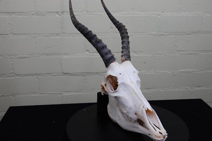 Blesbok Schedel - Damaliscus pygargus phillipsi - 38 cm - 52, Verzamelen, Dierenverzamelingen