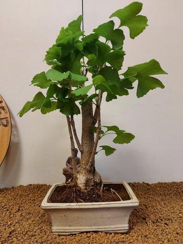 Ginkgo bonsai (Ginkgo biloba) - Hoogte (boom): 37 cm -