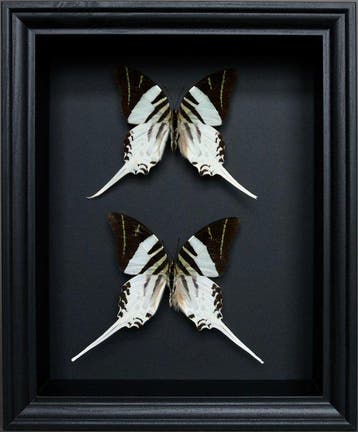 Vlinder Taxidermie volledige montage - Graphium androcles -, Nieuw